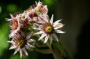 Hauswurz - Sempervivum tectorum * 1366 x 911 * (329KB)